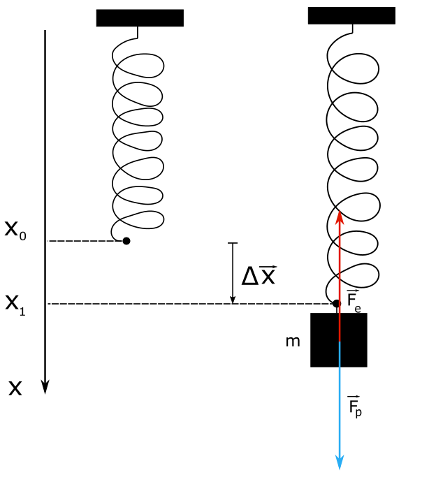 forza elastica e forza peso applicate alla molla